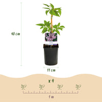 Green boutiQ - Klimplant - Clematis Hagley Hybrid - Bloem Roze - Weinig onderhoud -2 planten -  Pot 11cm Hoogte 40cm