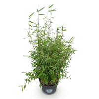 Green boutiQ - Grassen - Fargesia nitida Red Dragon - Niet Woekerende Bamboe - Bladhoudend - Groen - 1 Plant - Pot 23 cm - Hoogte 80 cm