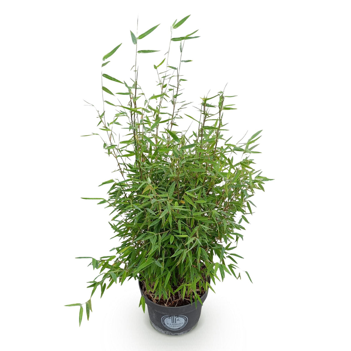 Green boutiQ - Graminées - Fargesia nitida Red Dragon - Bambou non traçant - Persistant - Vert - 1 plante - Pot 23 cm - Hauteur 80 cm