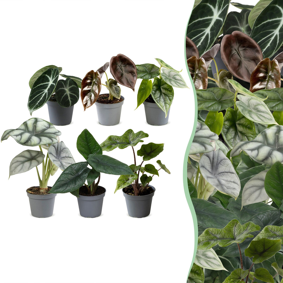 6x Baby Alocasia Familie - Red - Green - Black - Silver - Grey - Tropical - Ø6cm - ↕12cm