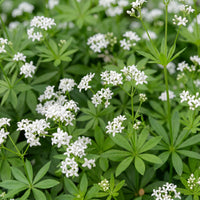 Green boutiQ - Vasteplant - Galium odoratum - Walstro - Bodembedekkend - Wit - 6 Planten - Pot 11cm - Hoogte 15-25cm