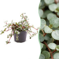 Pilea Glaucophylla Greyzy - Greyzy artillery plant - Grey - Red - Tropical - Ø6cm - ↕10cm