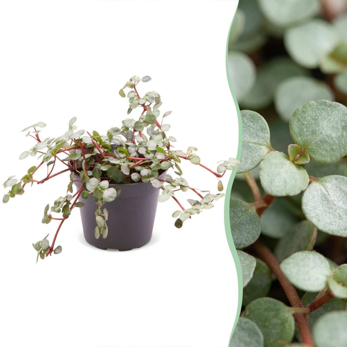Pilea Glaucophylla Greyzy - Greyzy artillery plant - Grey - Red - Tropical - Ø6cm - ↕10cm