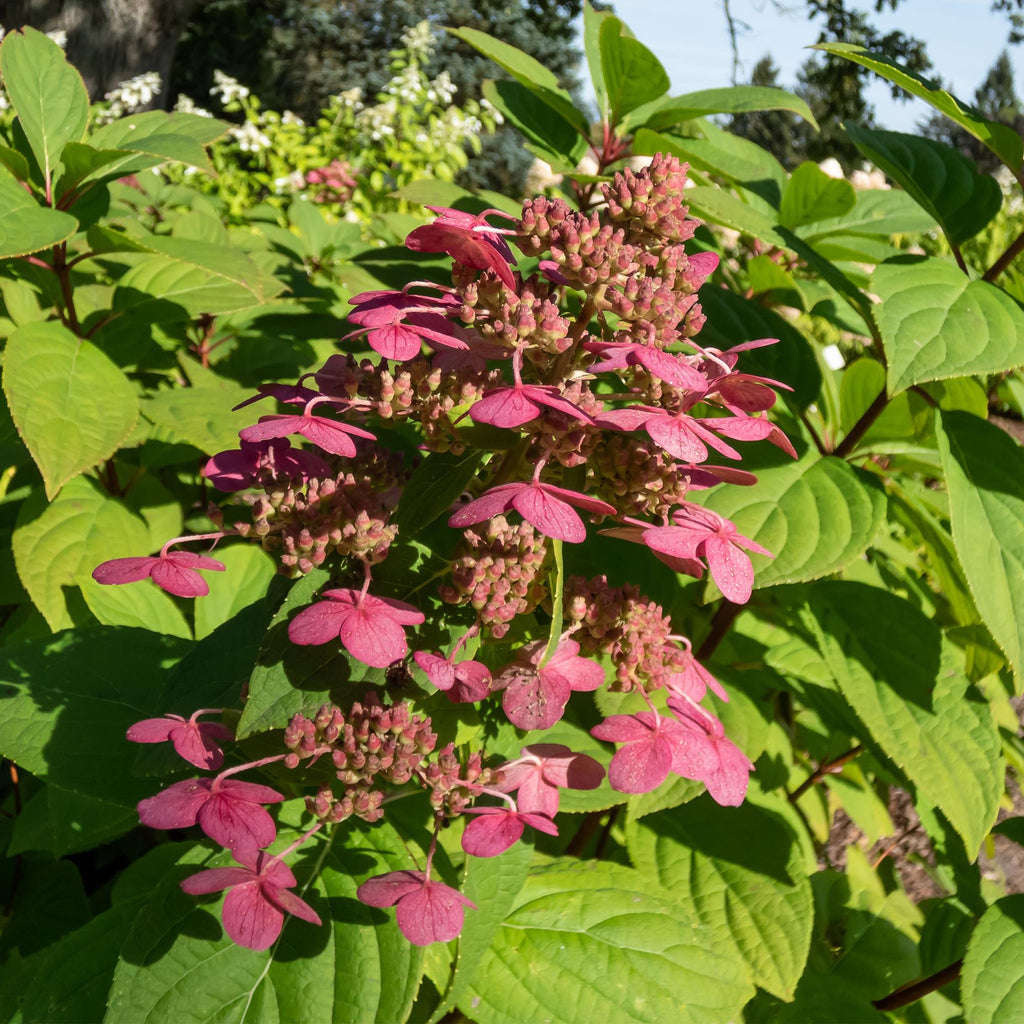 Green boutiQ - Rispenhortensie - Hydrangea paniculata Wims Red - Blüte Weiß Rot - 3 Pflanzen - 1 m2 - Laubabwerfend - Große Blüten - Topf 17cm Höhe 50cm