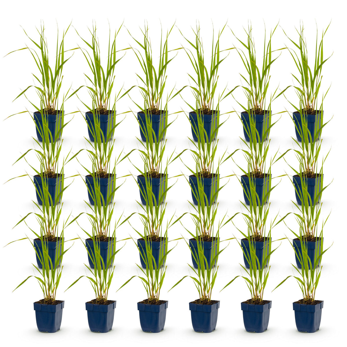 Green boutiQ - Grassen - Molinia caer. Heidebraut - Pijpestrootje - Met Pluim - Groen - 24 Planten - Pot 11cm - Hoogte 15-25cm