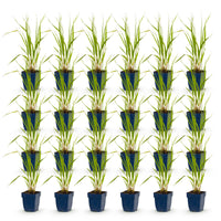 Green boutiQ - Grassen - Molinia caer. Heidebraut - Pijpestrootje - Met Pluim - Groen - 24 Planten - Pot 11cm - Hoogte 15-25cm