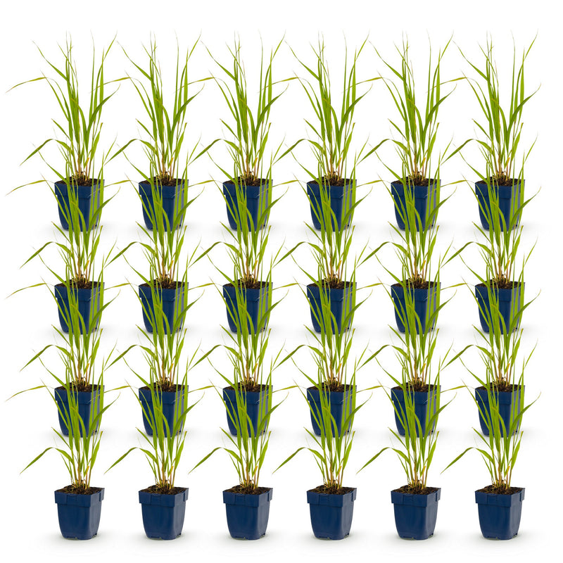 Green boutiQ - Grassen - Molinia caer. Heidebraut - Pijpestrootje - Met Pluim - Groen - 24 Planten - Pot 11cm - Hoogte 15-25cm