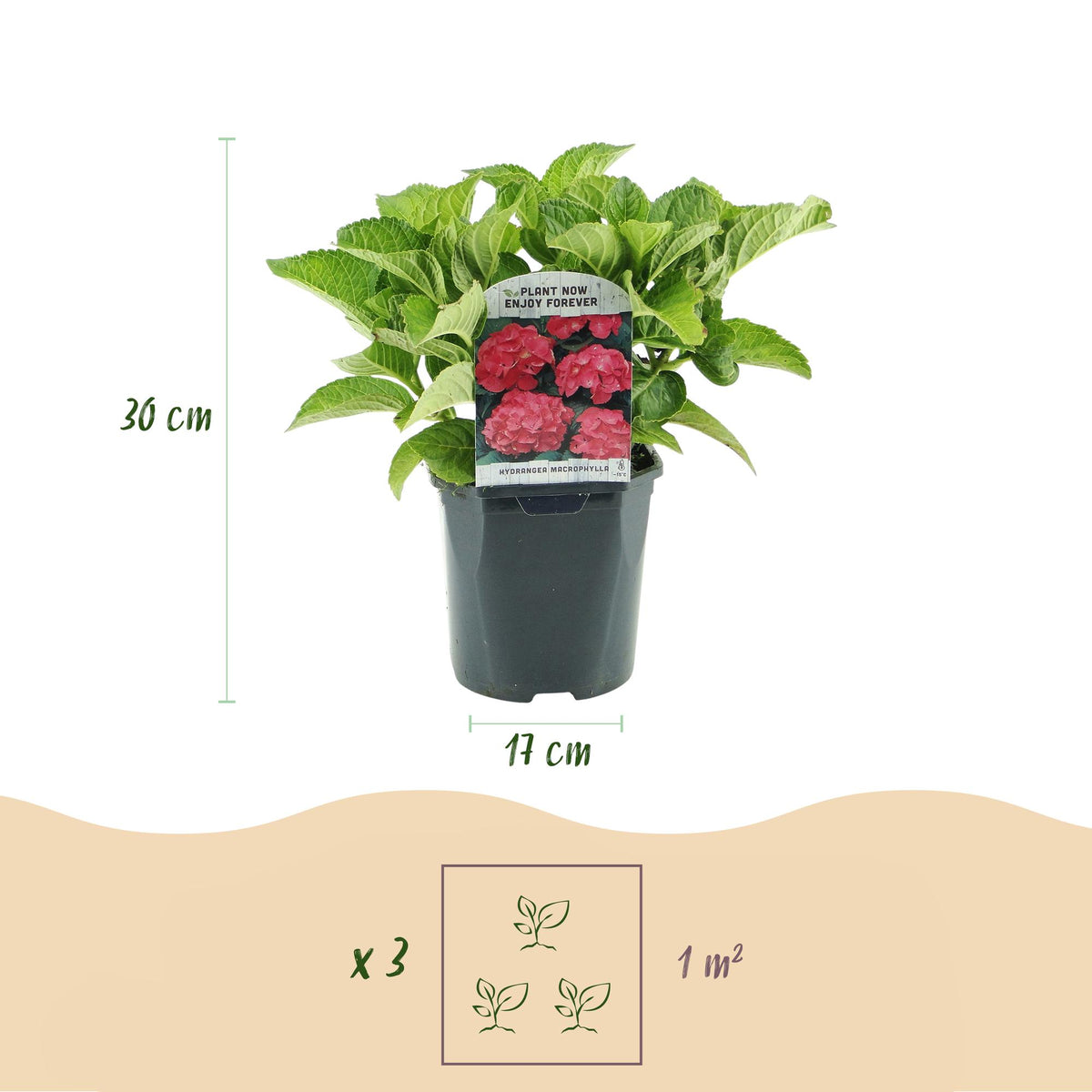 Green boutiQ - Hortensia - Hydrangea macrophylla Rouge - Fleur Rouge - 3 Plantes - 1 m2 - Caduc - Entretien facile - Pot 17cm Hauteur 30cm