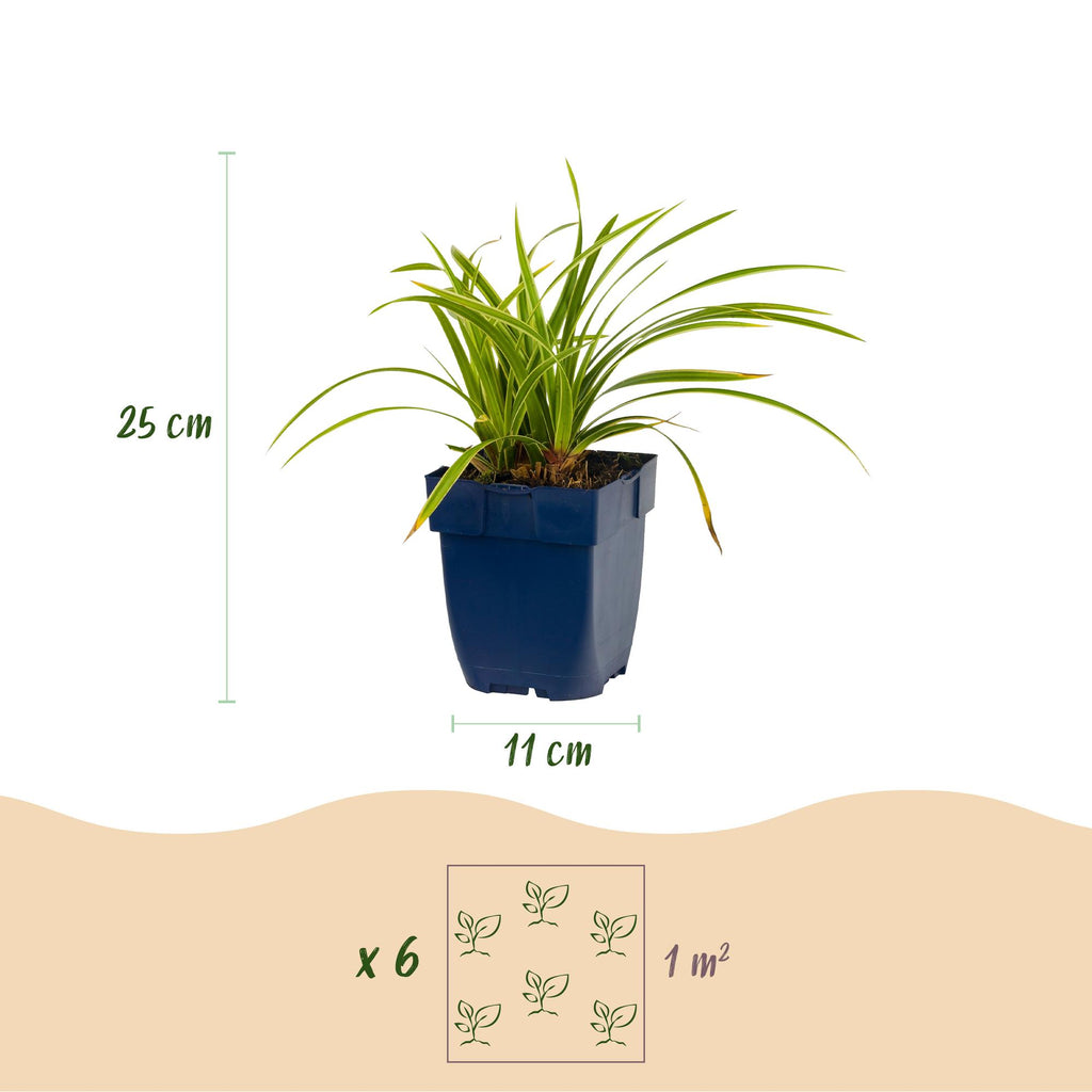 Green boutiQ - Gräser - Carex morrowii Ice Dance - Japan-Segge - Immergrün - Cremegrün - 24 Pflanzen - 11cm Topf - Höhe 15-25cm