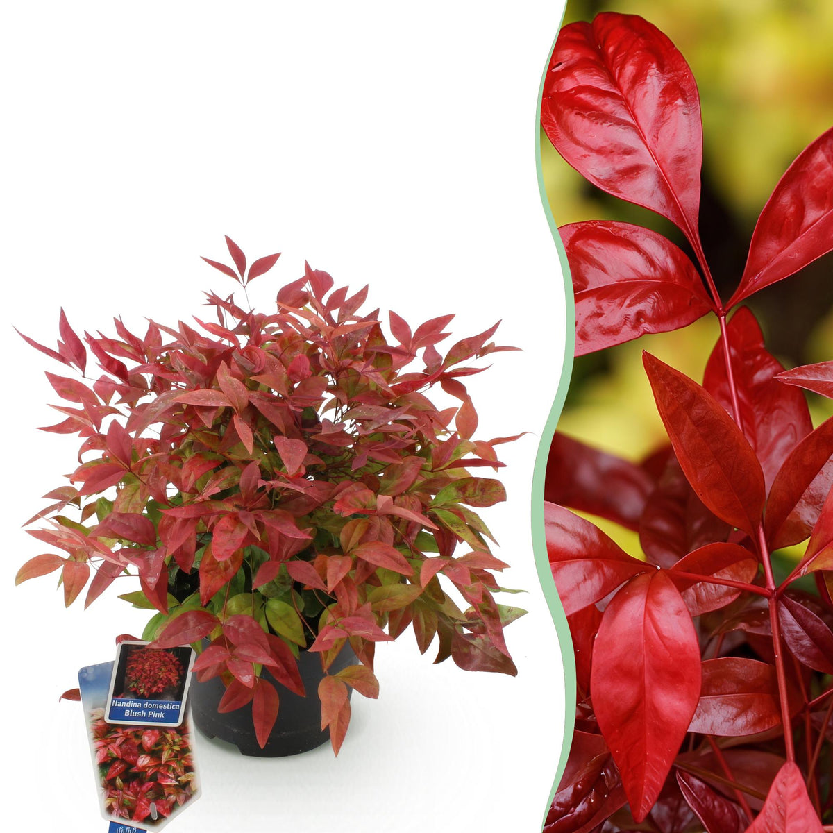 Green boutiQ - Plante d'extérieur - Nandina Blush Pink - Rose foncé - 1 plante - Persistant - Peu d'entretien - Pot 17cm Hauteur 40cm