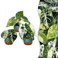 3x Baby Alocasia Tricolour Variegata - Green - Black - Variegata - Tropical - incl. Copper Reef - Ø6cm - ↕5-15cm