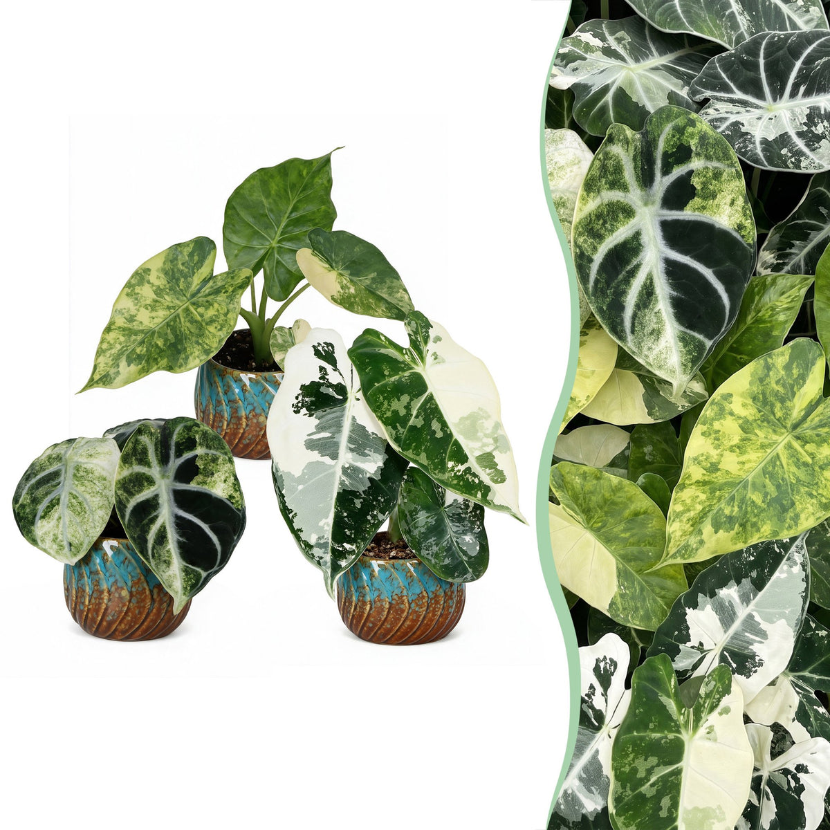 3x Baby Alocasia Tricolour Variegata - Green - Black - Variegata - Tropical - incl. Copper Reef - Ø6cm - ↕5-15cm