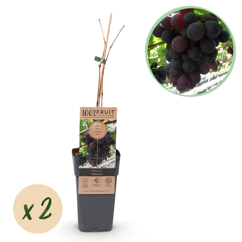 Green boutiQ - Fruitplant - Vitis vinifera Vanessa - Druivenplant - Pitarm - Blauwe Druif - 2 Planten - Pot 15cm - Hoogte 50cm