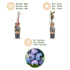 Green boutiQ - Obstpflanze - Vaccinium corymbosum Jersey - Kulturheidelbeere - Winterhart - Blaubeere - 2 Pflanzen - Topf 15cm - Höhe 50cm