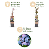Green boutiQ - Fruitplant - Vaccinium corymbosum Jersey - Bosbes - Winterhard - Blauwe Bes - 2 Planten - Pot 15cm - Hoogte 50cm