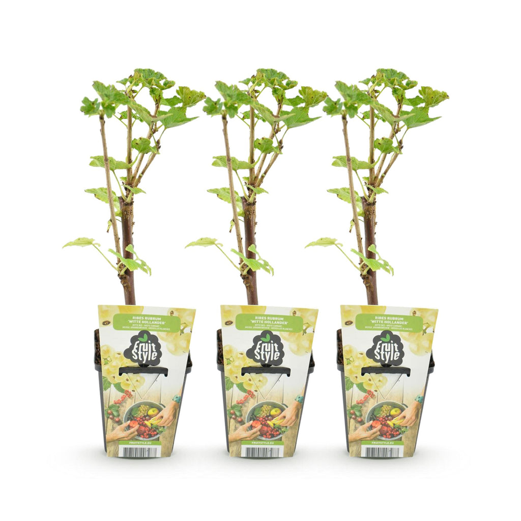 Green boutiQ - Plants fruitiers - Groseillier blanc - Ribes rubrum Witte Hollander - Rustique - 3 plantes - Pot 9 cm - Groseille blanche