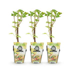 Green boutiQ - Plants fruitiers - Groseillier blanc - Ribes rubrum Witte Hollander - Rustique - 3 plantes - Pot 9 cm - Groseille blanche
