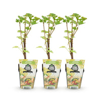 Green boutiQ - Fruitplanten - Wiite Bes - Ribes rubrum Witte Hollander - Winterhard - 3 Planten - Pot 9 cm - Witte Bes