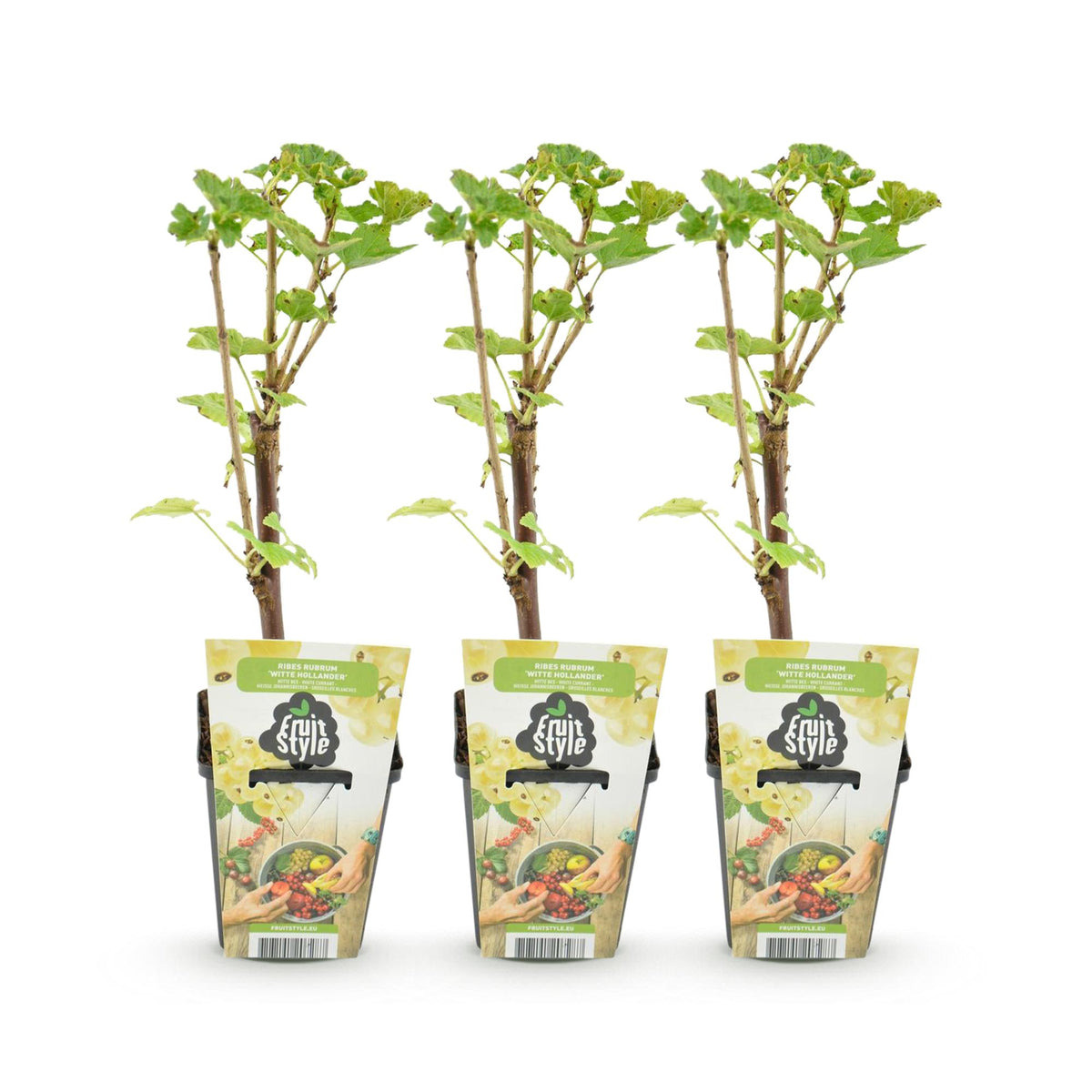 Green boutiQ - Plants fruitiers - Groseillier blanc - Ribes rubrum Witte Hollander - Rustique - 3 plantes - Pot 9 cm - Groseille blanche