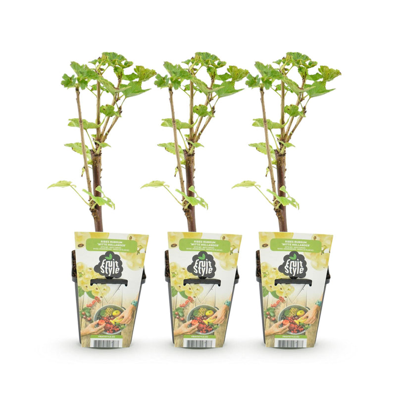 Green boutiQ - Fruitplanten - Wiite Bes - Ribes rubrum Witte Hollander - Winterhard - 3 Planten - Pot 9 cm - Witte Bes