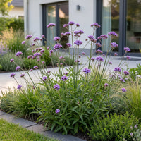 Vasteplant - Verbena bonariensis - Ijzerhard - Bijen- en vlinderlokkers - Paars - 6 Planten - Pot 11cm - Hoogte 15-25cm