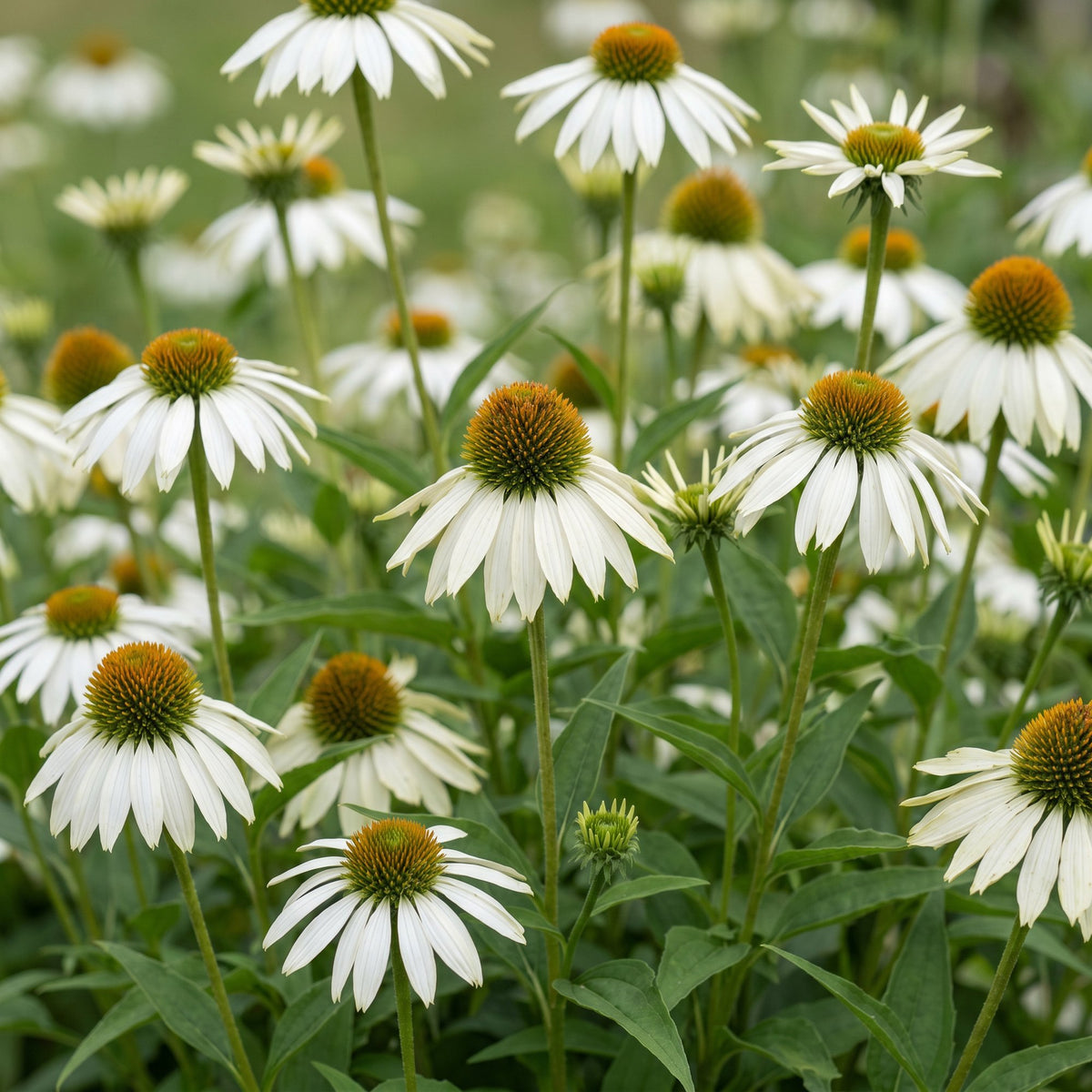 Green boutiQ - Plante vivace - Echinacea purp. Alba - Échinacée - Mellifère (attire les abeilles et les papillons) - Blanc - 12 Plantes - Pot 11cm - Hauteur 15-25cm
