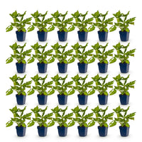 Green boutiQ - Vasteplant - Persicaria amplexicaulis - Duizendknoop - Bijen en Vlinderlokkers - Rood - 24 Planten - Pot 11cm - Hoogte 15-25cm