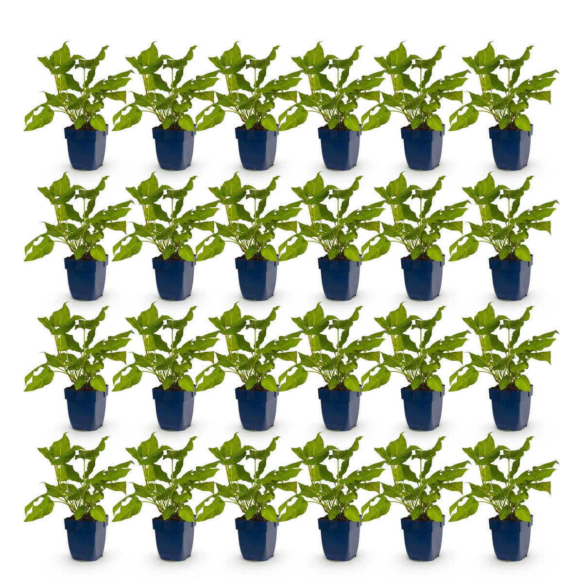 Green boutiQ - Plante vivace - Persicaria amplexicaulis - Renouée - Mellifère et nectarifère - Rouge - 24 Plantes - Pot 11cm - Hauteur 15-25cm
