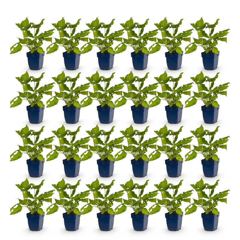 Green boutiQ - Vasteplant - Persicaria amplexicaulis - Duizendknoop - Bijen en Vlinderlokkers - Rood - 24 Planten - Pot 11cm - Hoogte 15-25cm