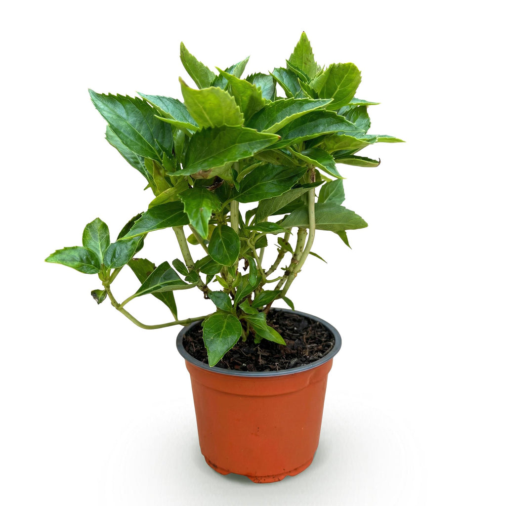 Green boutiQ - Plante de jardin - Hydrangea macrophylla Blanc - Hortensia - Rustique - Blanc - 1 Plante - Pot 12cm - Hauteur 20-30cm