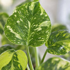 Monstera Deliciosa Electro Light - Electro Light Swiss Cheese Plant - Green - Tropical - Ø6cm - ↕18cm