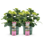 Green boutiQ - Plante de terrasse - Hortensia - Hydrangea Magical Jewel Pink - Rose - 6-10 fleurs - 2 plantes - Pot 23 cm Hauteur 55 cm