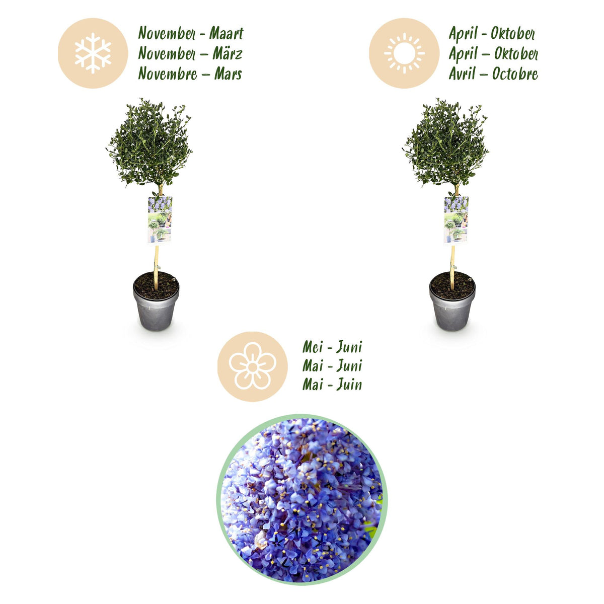 Green boutiQ - Plant op Stam - Ceanothus impressus Victoria - Terras Plant - Bladhoudend - Winterhard - Paarse Bloem - Pot 19cm Hoogte 90cm