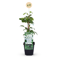 4x Clematis Jackmanii Huldine - Bosrank - Wit - Klimplant - Ø9cm - ↕35cm