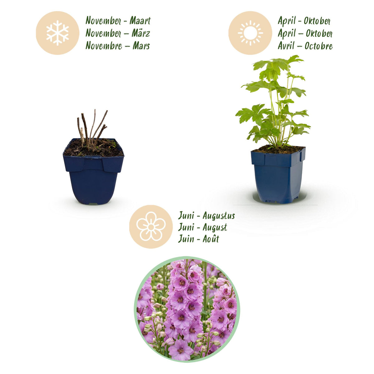 Green boutiQ - Plante vivace - Delphinium (P) Astolat - Pied-d'alouette - Attire les abeilles et les papillons - Rose - 1 plante - Pot 11cm - Hauteur 15-25cm