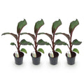 Green boutiQ - Plante fruitière - Bananier - Ensete ventricosum Maurelli - Rustique - 4 plantes - Pot 17cm Hauteur 40cm
