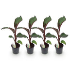 Green boutiQ - Plante fruitière - Bananier - Ensete ventricosum Maurelli - Rustique - 4 plantes - Pot 17cm Hauteur 40cm