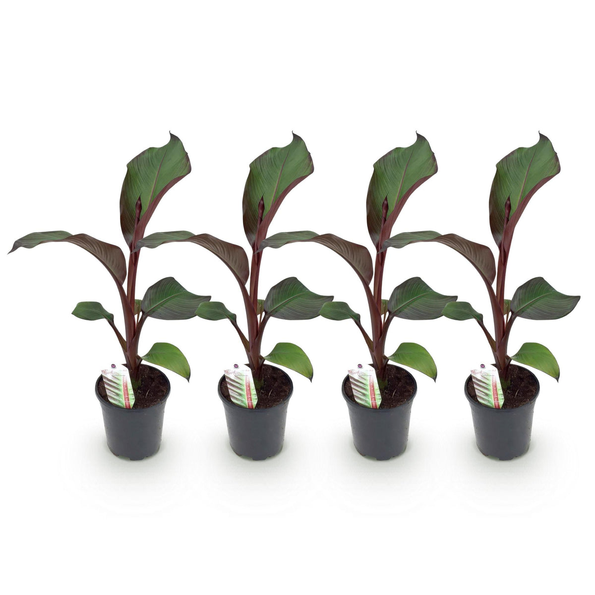 Green boutiQ - Plante fruitière - Bananier - Ensete ventricosum Maurelli - Rustique - 4 plantes - Pot 17cm Hauteur 40cm