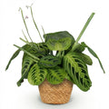 Green boutiQ - Plante d'intérieur - Maranta Fascinator Lemon Lime - Plante prière - Plante adaptée aux animaux de compagnie - Vert - 1 plante - avec panier - Pot 12cm - Hauteur 25cm