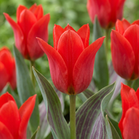 30x Tulipa Greigii Red - Greigii-tulp - Rood - Voorjaarsbloeier - Bolmaat 11/12