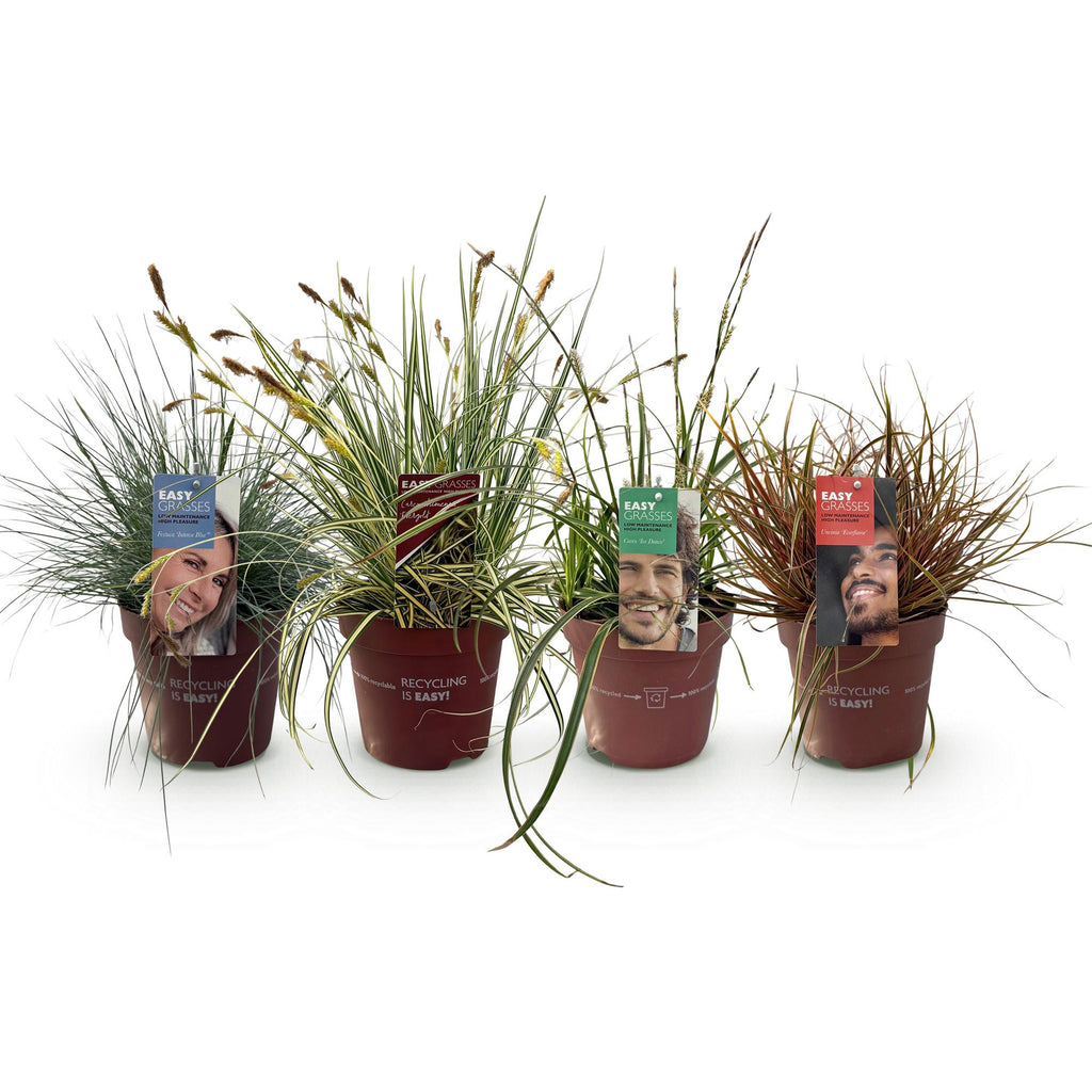 Green boutiQ - Graminées ornementales - 4 plantes - Bleu - Jaune - Vert - Rouge - Persistant - Peu d'entretien - Pot 17 cm, hauteur 50 cm