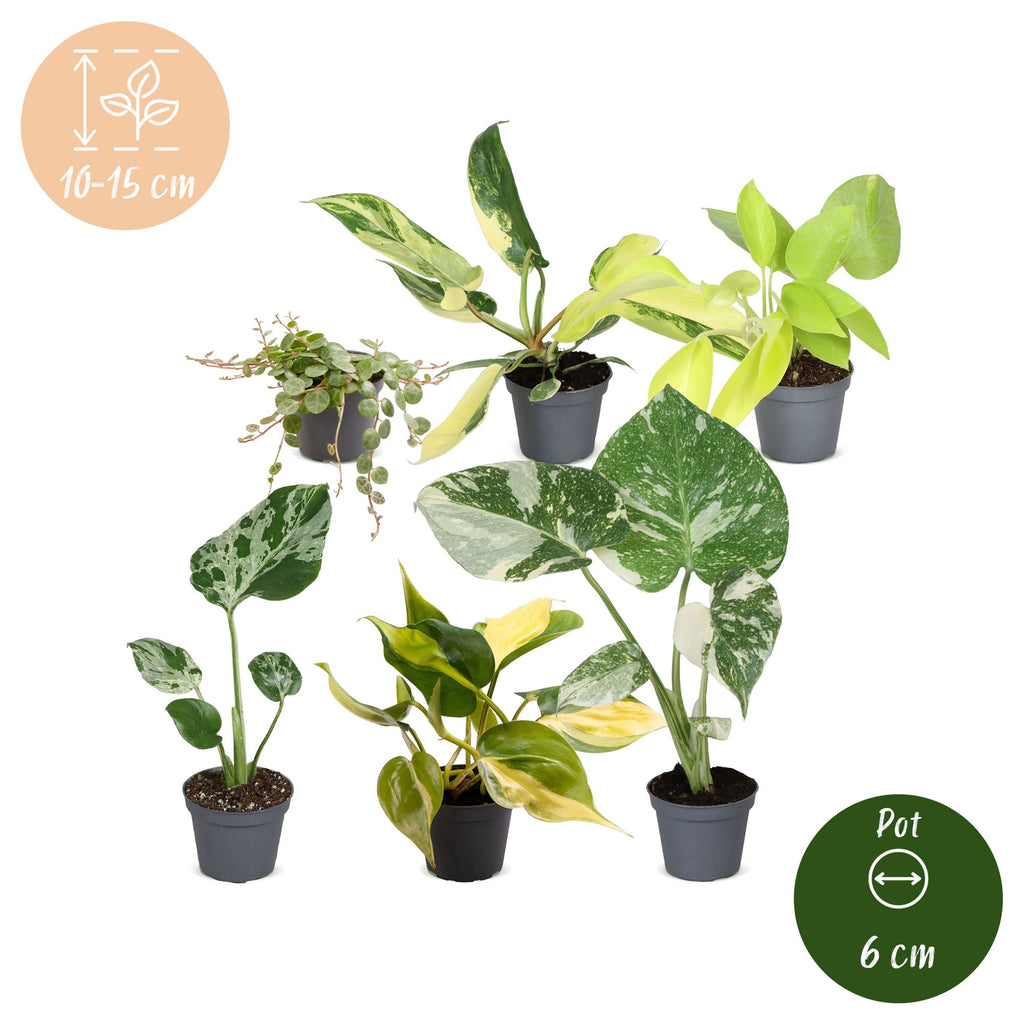 6x Baby Tropical Mix - Various colours - Tropical - Ø6cm - ↕10-15cm
