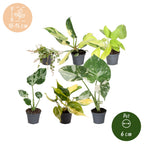 6x Baby Tropical Mix - Various colours - Tropical - Ø6cm - ↕10-15cm