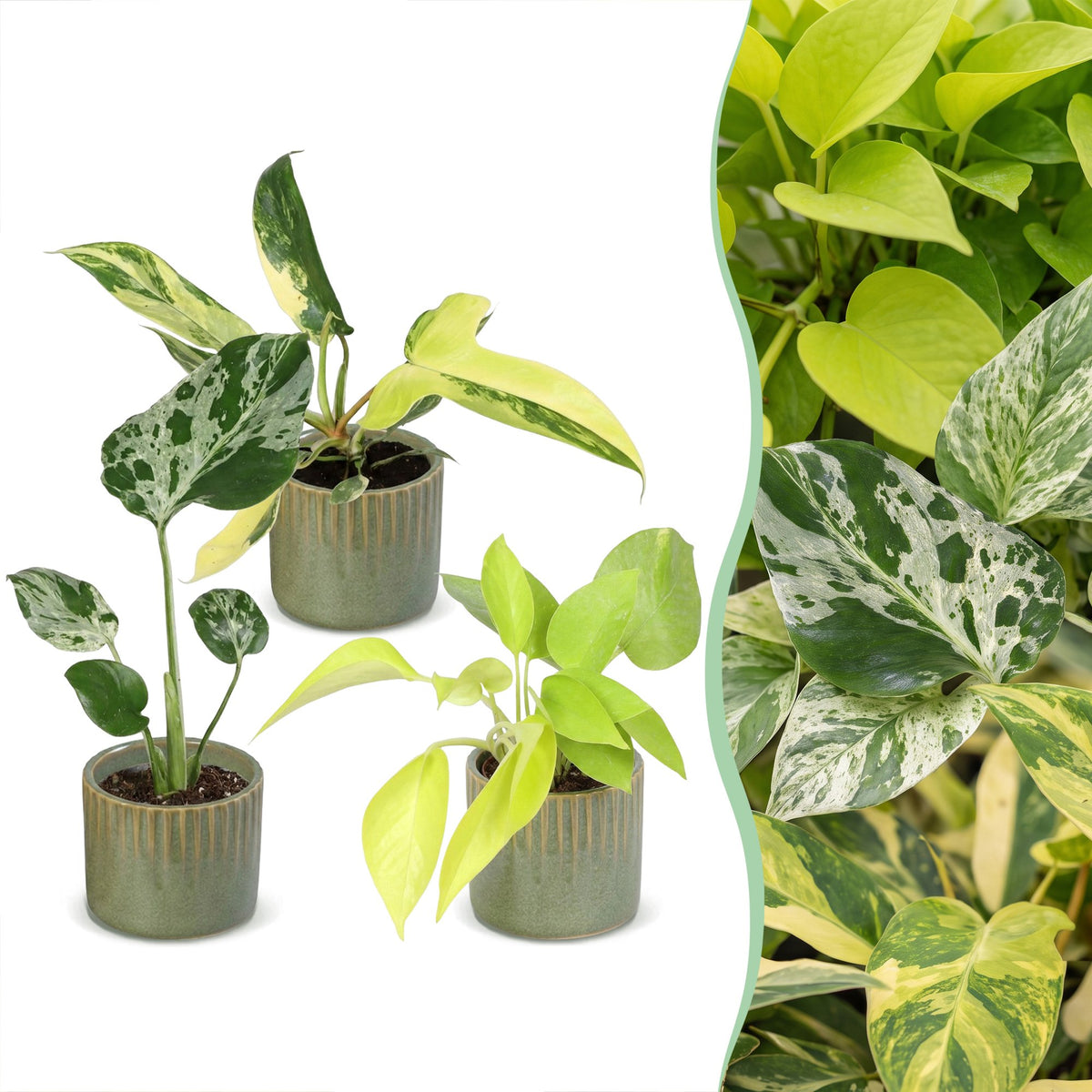 3x Baby Tropical Mix - Various colours - Tropical - incl. Linnea Olive - Ø6cm - ↕10-15cm
