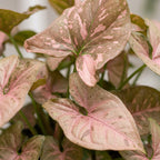 Syngonium Pink Splash - Pink Splash Arrowhead Plant - Green - Pink - Tropical - Ø6cm - ↕10cm
