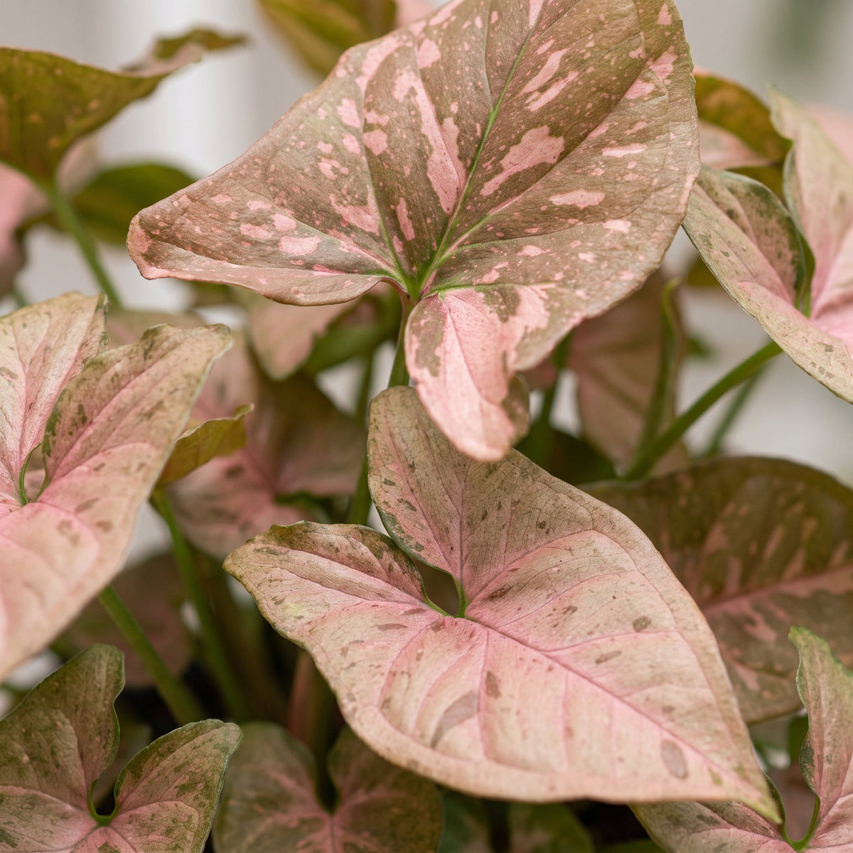 Syngonium Pink Splash - Pink Splash Arrowhead Plant - Green - Pink - Tropical - Ø6cm - ↕10cm
