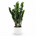 Green boutiQ - Plante d'intérieur - Zamioculcas - Zamioculcas Zamiifolia - Vert - Peu d'entretien - 1 plante - avec pot blanc - Pot 21 cm - Hauteur 80 - 90 cm