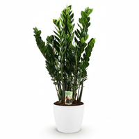 Green boutiQ - Kamerplant - Zamioculcas - Zamioculcas Zamiifolia - Groen - Weinig onderhoud - 1 Plant - met Potter Wit - Pot 21cm - Hoogte 80 - 90cm
