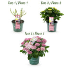 Green boutiQ - Terrassenpflanze - Hortensie - Hydrangea Magical Revolution Pink - Rosa - 6-10 Blüten - 2 Pflanzen - Topf 23 cm Höhe 55 cm