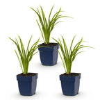 Green boutiQ - Plante vivace - Hemerocallis Autumn Red - Hémérocalle - Attire les abeilles et les papillons - Rouge - 3 plantes - Pot 11 cm - Hauteur 15-25 cm